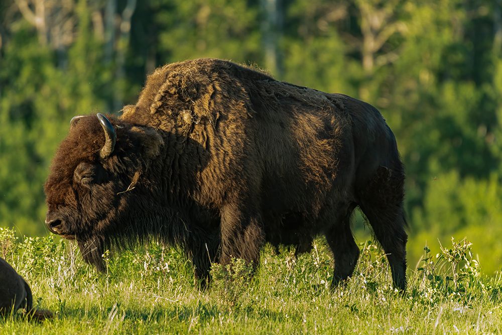 Canada- Manitoba- Riding Mountain National Park. Plains bison adult standing in grass. art print by Jaynes Gallery for $57.95 CAD